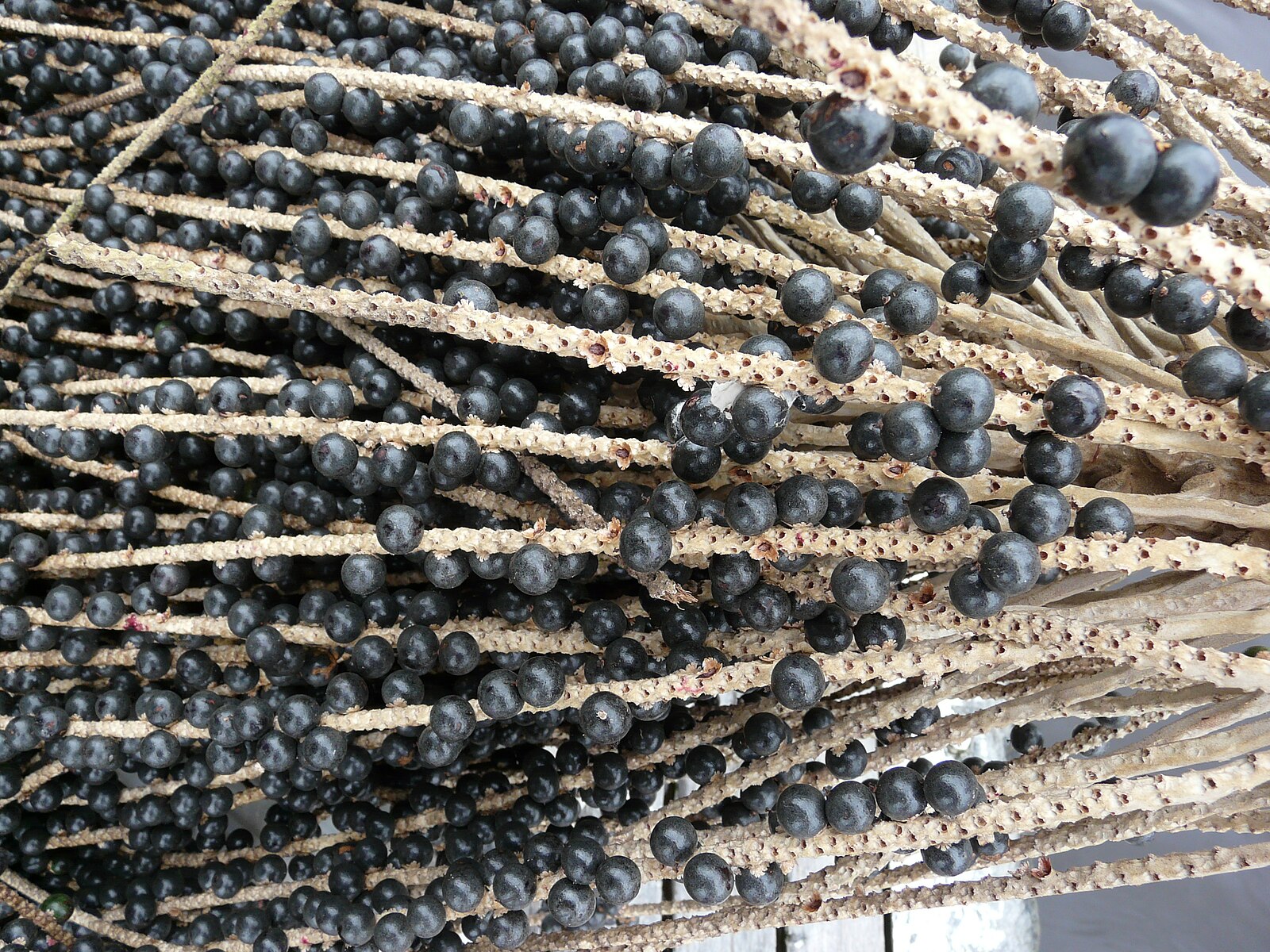 Racimo de frutos de asaí recién cosechados
